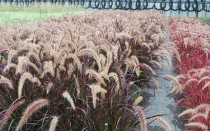 pennisetum setaceum ruburum